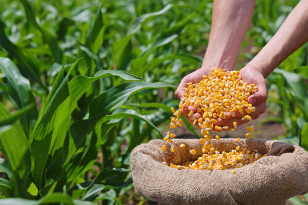 istock Corn grains in the hands of a successful farmer, in a background green corn field 2156174739