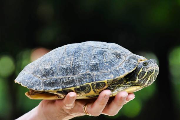 istock Photo Picture of Red Eared Terrapin Turtle Trachemys Scripta Elegans Tortoise 2156174819