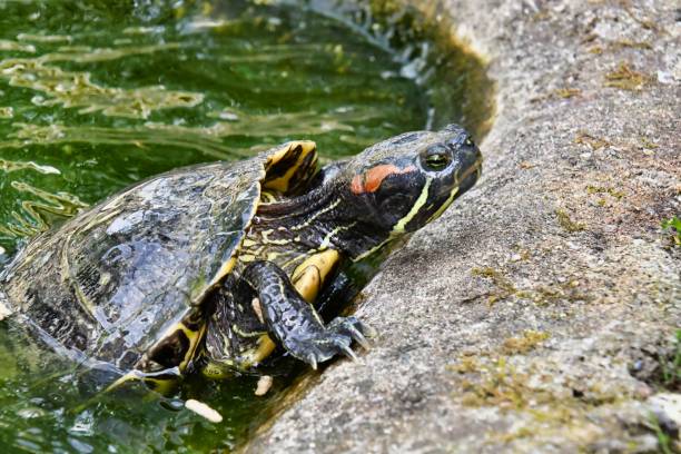 istock Photo Picture of Red Eared Terrapin Turtle Trachemys Scripta Elegans Tortoise 2156174827