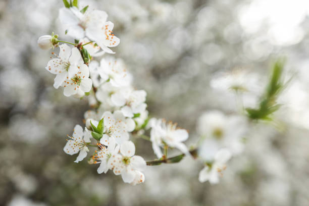 Spring blossom background. Beautiful nature scene with blooming tree on sunny day. Spring flowers. Beautiful orchard in Springtime. Abstract background