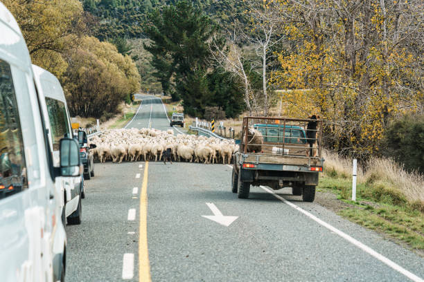 istock Shepherd herding sheep into stall after releasing them to graze in rural field 2156175143