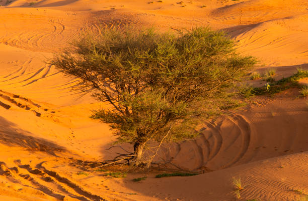 istock lone tree in the desert, Ras Al Khaimah, United Arab Emirates 2156175170