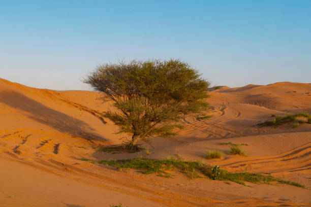 istock lone tree in the desert, Ras Al Khaimah, United Arab Emirates 2156175229