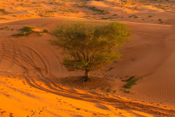 lone tree in the desert, Ras Al Khaimah, United Arab Emirates.