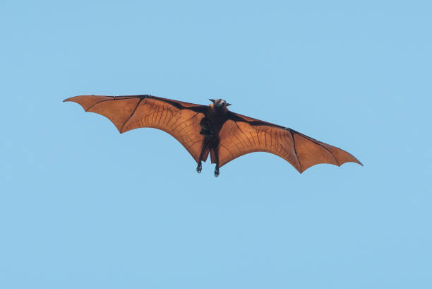 istock Bats are flying in the blue sky 2156175285