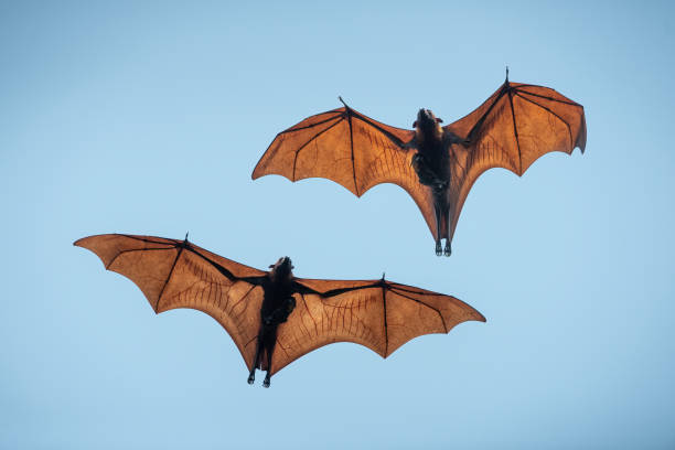 istock Bats are flying in the blue sky 2156175288