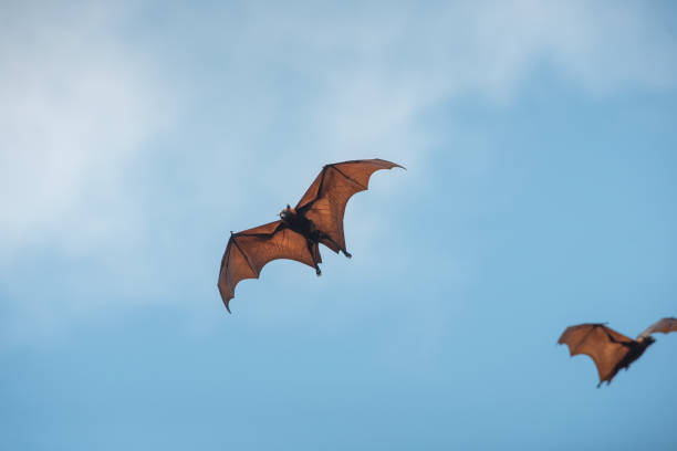 istock Bats are flying in the blue sky 2156175289