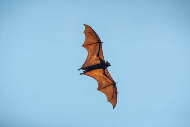istock Bats are flying in the blue sky 2156175301
