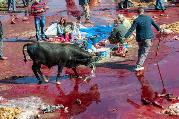 Ankara, Turkey - October 4, 2014: A man takes a sacrificial cow to slaughter
