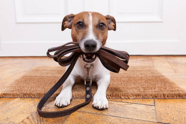 istock dog with leather leash waiting to go walkies 2156176427