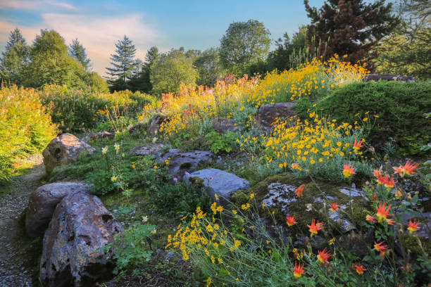Summer background with different plants and flowers in the garden, fields and meadows