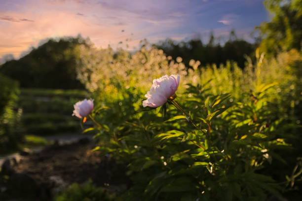 istock Summer background with flowers and plants 2156176835