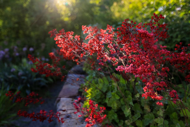 Summer background with different plants and flowers in the garden, fields and meadows