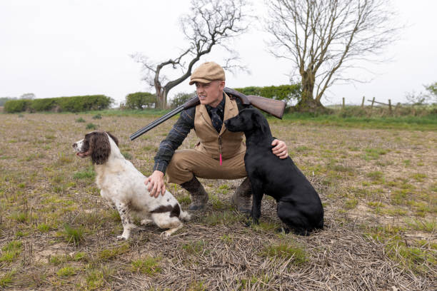 Medium shot of a young man who is hunting. He is crouched down next to his two hunting dogs. He has a cocked shotgun over his neck. The man is wearing traditional English hunting clothing.Videos are available similar to this scenario.