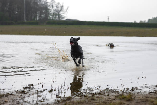 Medium shot of two dogs running through a pond in a farmer's field. The black Labrador is splashing while sprinting towards the camera while a Cocker spaniel is swimming behind her. Videos are available similar to this scenario.