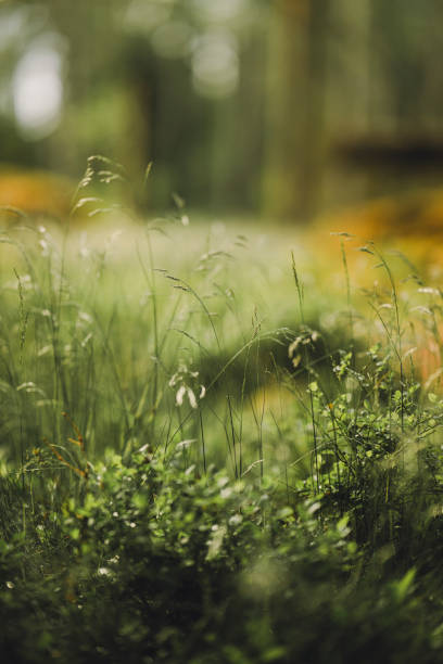 istock Wild grass in nature detail 2156179801
