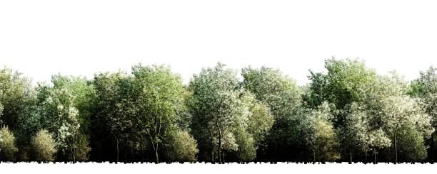 istock Isolated green tree line with lush foliage on white background 2156182470