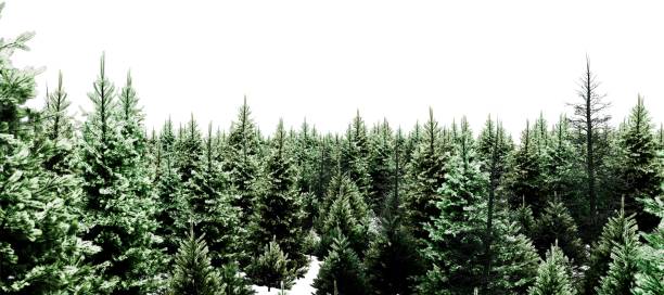 istock Coniferous forest in thick arrangement on white background 2156182472