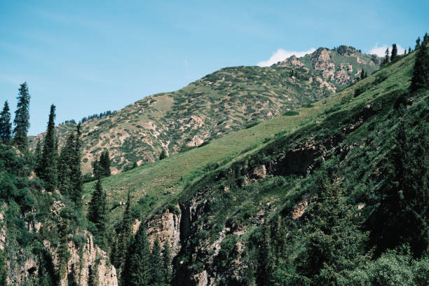 Alpine heights swathed in spruce foliage