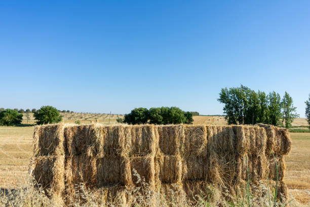 istock Stack of hay bales at Alentejo. 2156185912