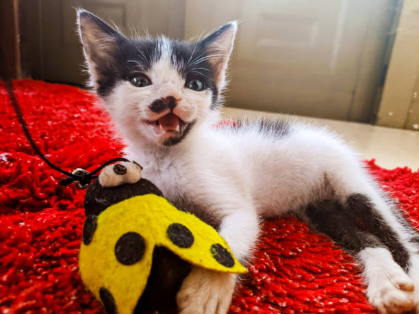 istock Kitten on a red carpet playing with his toy 2156186299