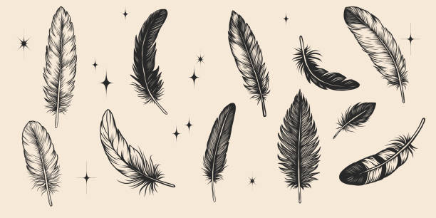 Hand drawn bird feathers set. Vintage quill collection ink sketch. vector plumule illustrations. Engraving, line art.