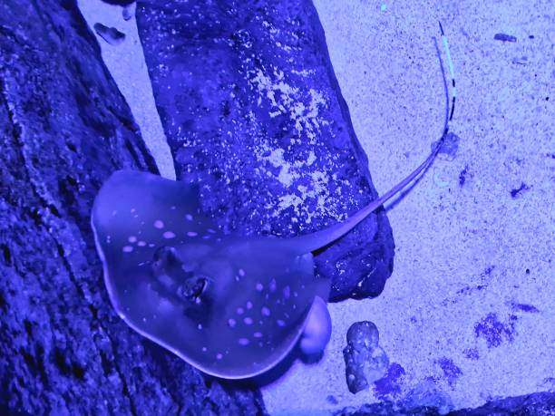 Neotrygon Blue Spot 60+ Bluespotted Tail Stock Photos, Pictures & Royalty-Free Images - iStock