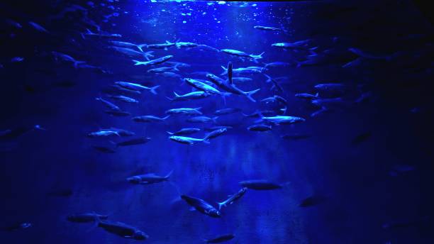 istock Milkfishes Chanos chanos 2156187150