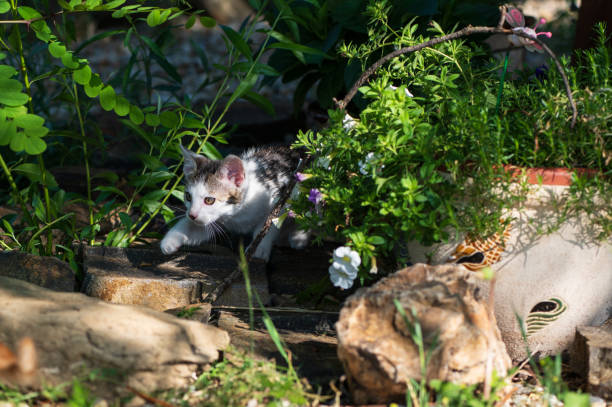istock Little kitten is playing in the nature 2156187422