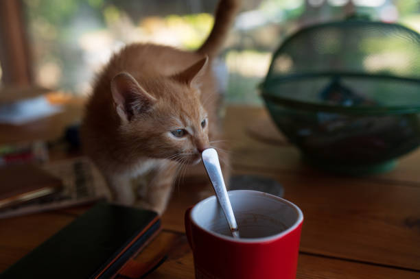 Redhaired cat on the table near the coffee and a spoon