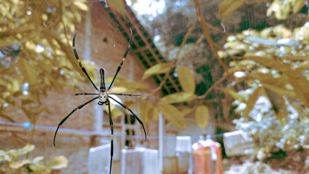 istock Long legs spider in front of the house 2156188295