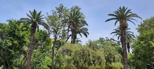 istock Oasis of Serenity Among the Trees 2156188957