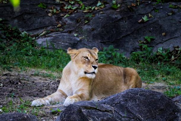 istock Close-up of Lion 2156189904