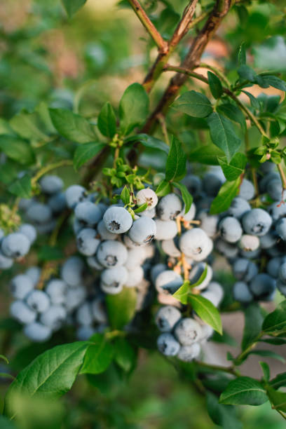istock Ripe bunch of blueberries hanging from a bush ready to be picked 2156192345