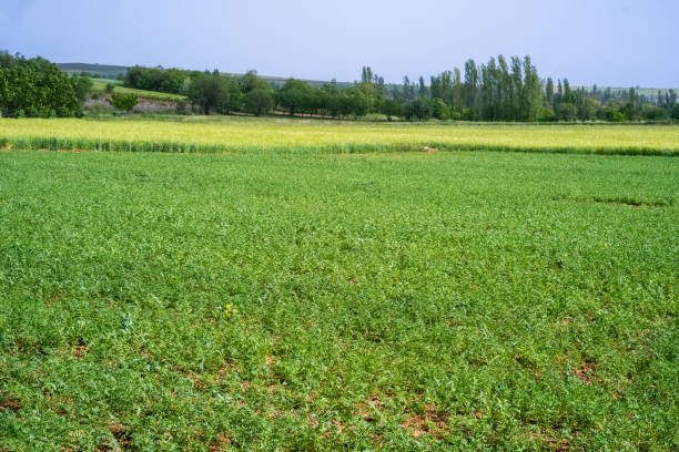 Agricultural land planted with chickpeas. Cicer arietinum L. Agricultural landscape. Agriculture plants growing in bed row.