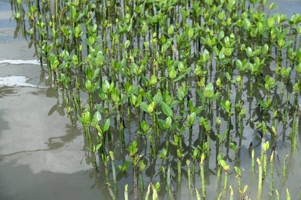 Mangrove nursery on the coast in Aceh, Indonesia