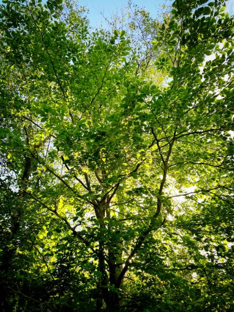 istock Tree leaves illuminated by golden evening sunlight 2156193556