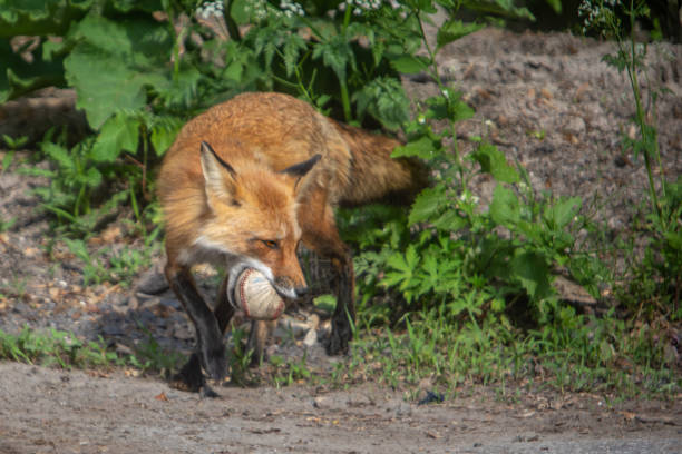 A young fox found a baseball near a sports field.