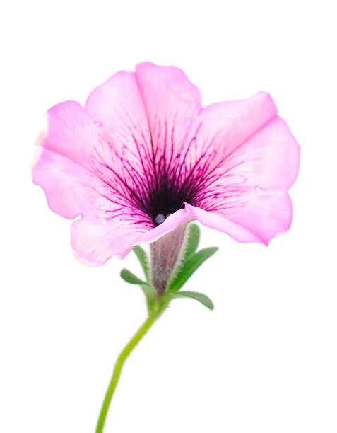 istock Beautiful flower pink petunia. 2156194645