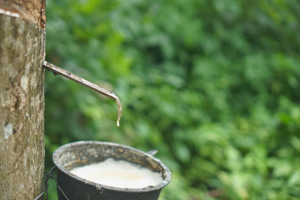 istock The rubber tree that was tapped Latex that is flowing down in the supporting container 2156195365