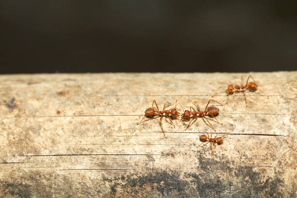 istock Close up red ant on tree in nature background at thailand 2156199084