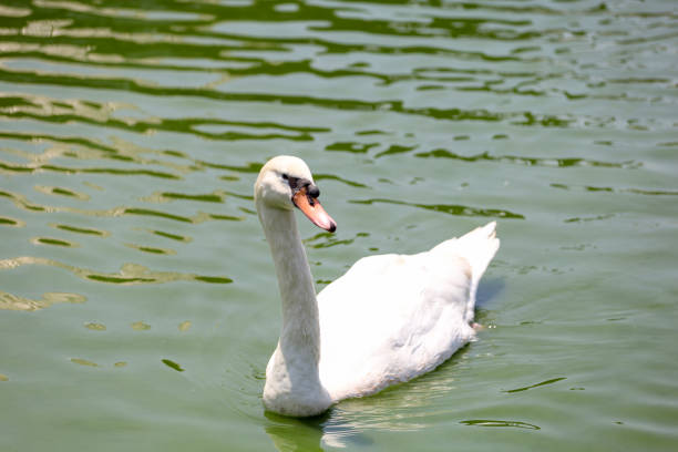 Close up White swan is cute in river