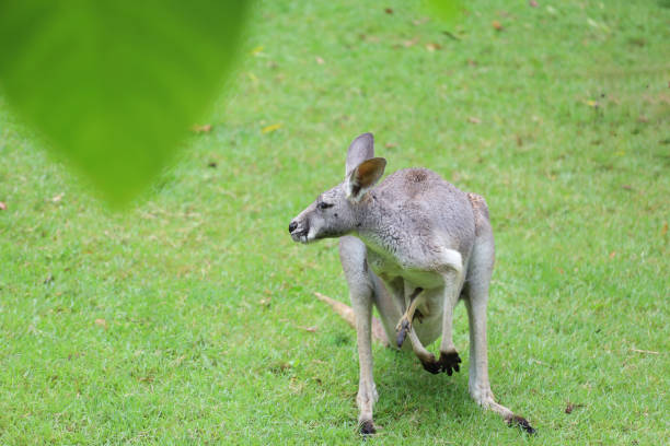Kangaroo stand and lick its front legs at zoo of Uminonakamichi Seaside Park, Fukuoka, Kyushu, Japan.