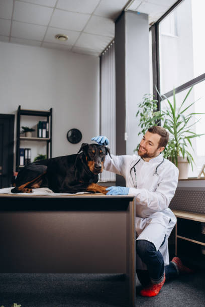 istock Beautiful doberman puppy lying on a veterinary table and gets an infusion. Vet holding infusion line attached to dog's leg. Short DOF and selective focus on veterinarian hand and infusion needle. 2156200610