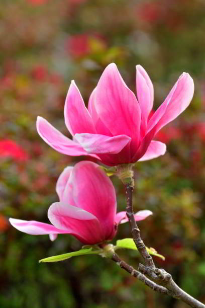istock Magnolia liliiflora / Lily Magnolia: Ornamental, Multi-stemmed, Deciduous Tree with Lily-shaped Flowers 2156201933