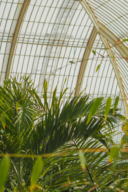 istock Palm tree in a greenhouse with other green plants 2156202722