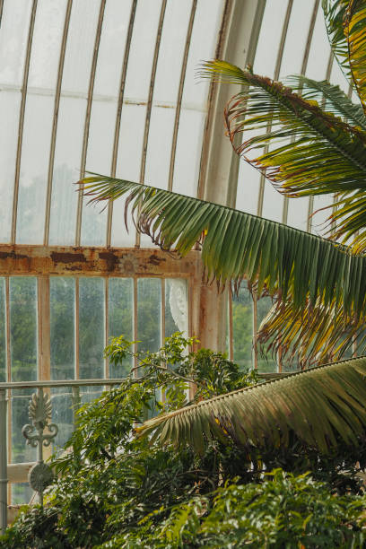 istock Interior of a Tall glass greenhouse with palm trees under bright light 2156202732