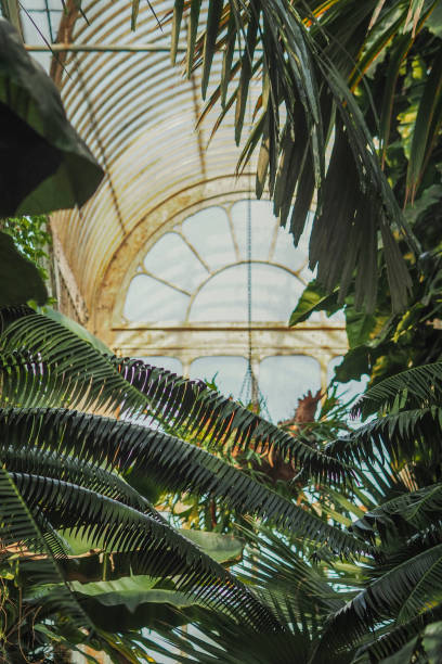 istock Glass arched ceiling with lush green foliage under it 2156202737