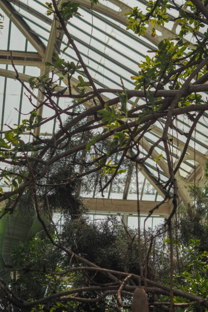 istock Inside of a large greenhouse with trees sprouting from within 2156202797