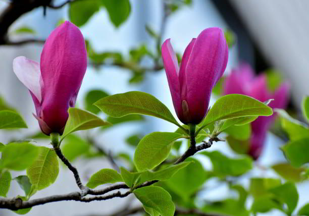 istock Magnolia liliiflora / Lily Magnolia: Ornamental, Multi-stemmed, Deciduous Tree with Lily-shaped Flowers 2156203545